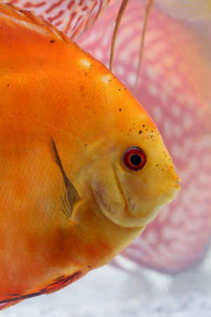Study or portrait of discus fish in the aquariumの写真素材