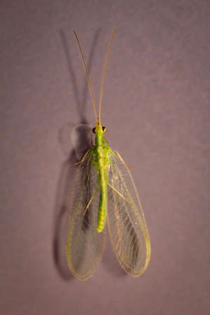 A net wing (Neuroptera, syn.: Planipennia) also called adhesive