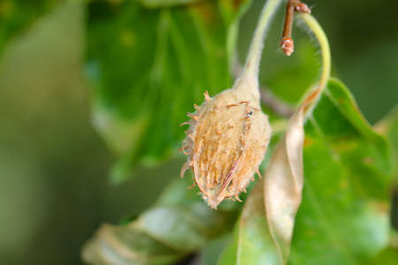 Not yet ripe beech nuts on a beech tree