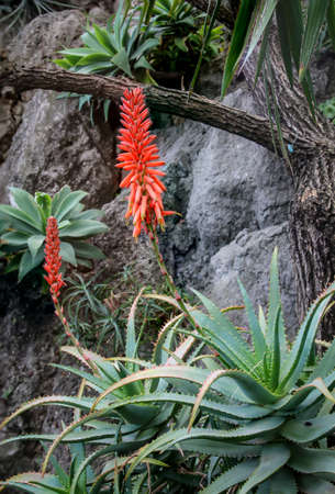 Cactus in a Mediterranean environment in which they are optimally adapted
