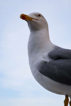 A portrait, close up of a seagullの写真素材