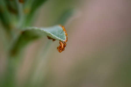 Levels of development of butterflies. Butterflies develop from eggs that are deposited on grasses