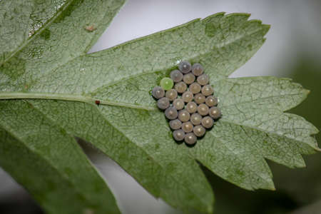 Levels of development of butterflies. Butterflies develop from eggs that are deposited on grasses