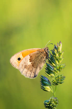 Close-up of a butterfly, European borer on a plantの写真素材