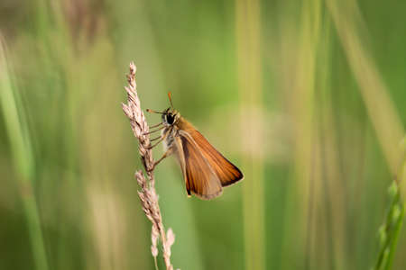 Close-up of a butterfly, European borer on a plantの写真素材