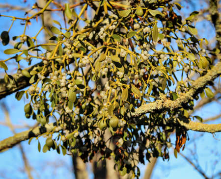 Mistletoe on a tree. Mistletoe are parasite plantsの写真素材