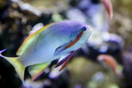 Marine fish in the reef, fish in their natural environment