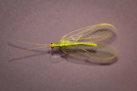 A net wing (Neuroptera, syn.: Planipennia) also called adhesiveの写真素材