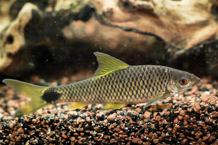 A portrait, a close up of a net brush algae eater in the aquarium.