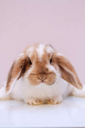 A portrait of a young dwarf rabbitの写真素材