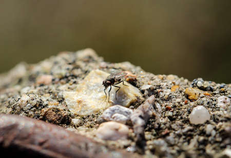 Detail, macro of a fly