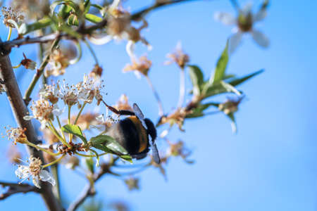 A bumblebee collects nectar from a plantの写真素材