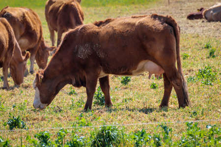 Cows in a pasture, in a paddock