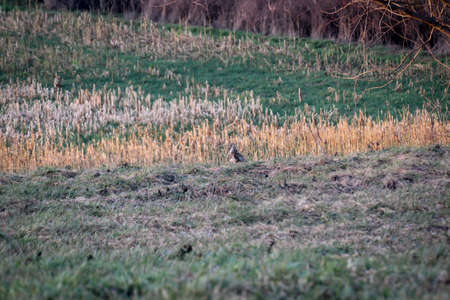 A bird of prey, hawk, buzzard in a meadow