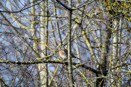Songbirds in the branches of a tree