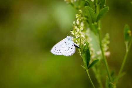 A moth sits on a plant in the sun.の写真素材