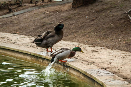 Portrait, close-up of a duck in a parkの写真素材