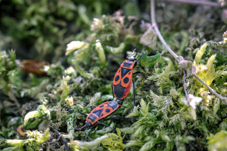 Two firebugs mating on a plant.