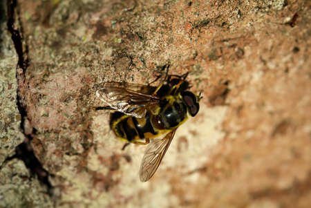 A close-up of a honey bee, bees are extremely useful insects.