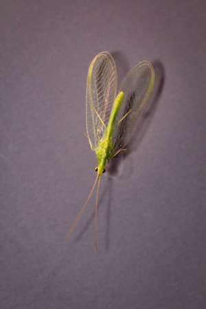 A net wing (Neuroptera, syn .: Planipennia) is also known as a stickの写真素材