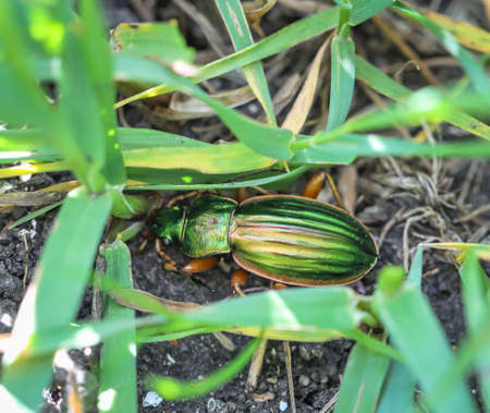 Macro of a ground beetle (ground beetle) Carabus auratus, also called goldsmith, is one of the...