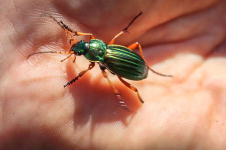 Macro of a ground beetle (ground beetle) Carabus auratus, also called goldsmith, is one of the ground beetlesの写真素材