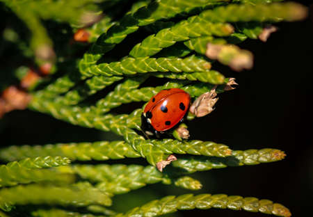 A close-up of a ladybug sitting on a plant.