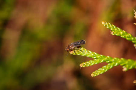 A close-up of a hoverfly on a plant.