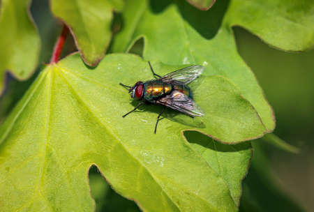 A close up of a fly on a plant.