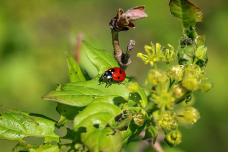 A close-up of a ladybug sitting on a plant.の写真素材