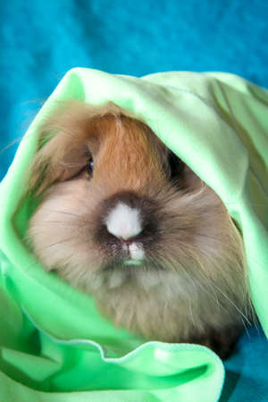 Photo shoot with a young dwarf rabbitの写真素材