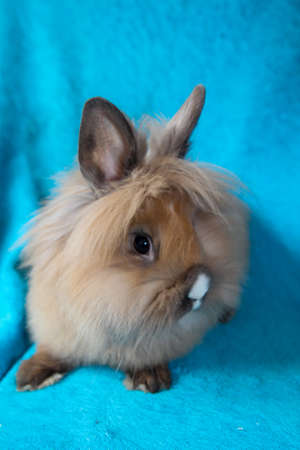Photo shoot with a young dwarf rabbitの写真素材