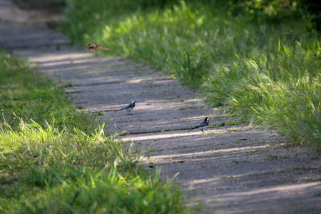 Two white wagtails bounce across a dirt road.の写真素材