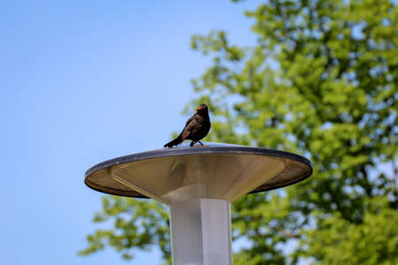 Close-up of a blackbird. Blackbirds are songbirds native to Germany.