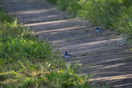 Two white wagtails bounce across a dirt road.の写真素材
