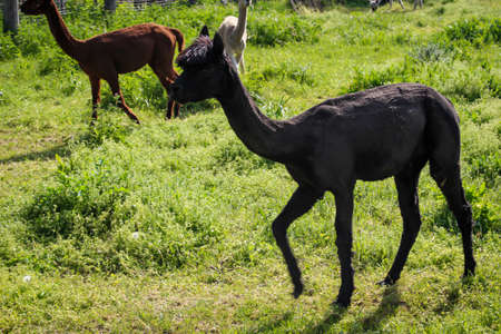 just shorn alpacas on a pastureの写真素材