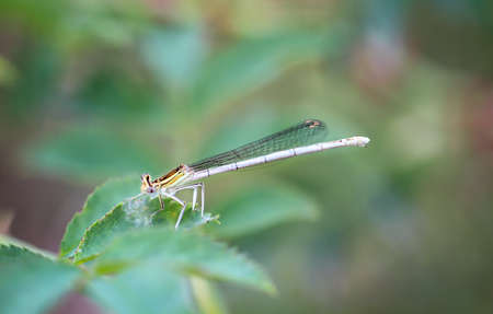 Portrait of a dragonfly (Zygoptera) or water maid. They belong to the dragonflies.