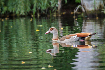 Portrait, view of Egyptian geese at a pond.の写真素材