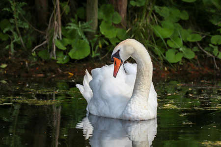 A portrait of a beautiful white mute swan in the waterの写真素材