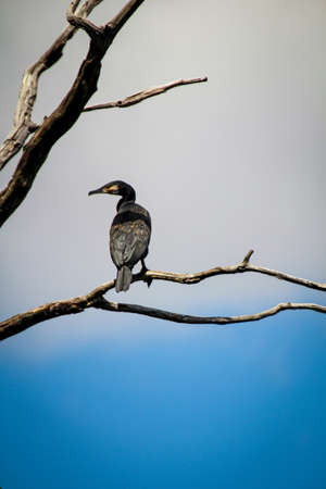 Shot of a cormorant over a larger lake. These birds are said to eat too much fish.