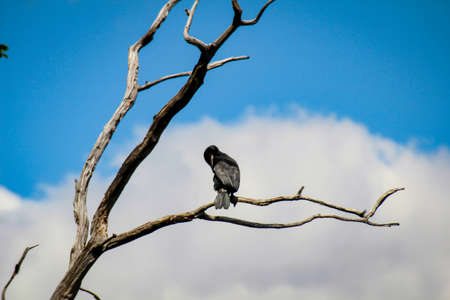 Shot of a cormorant over a larger lake. These birds are said to eat too much fish.の写真素材