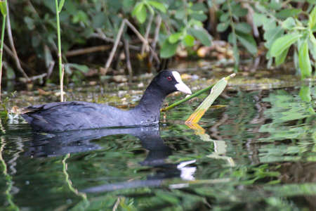 Shot of a coot in the pond. Coots belong to the pond rail.の写真素材