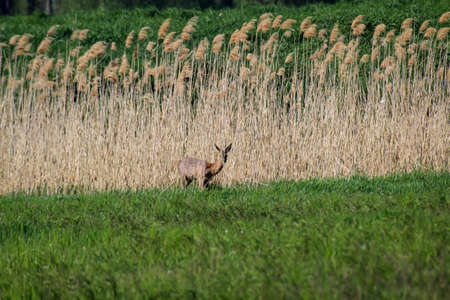 Deer in a break, lowland area, graze carefree as they are not disturbed.の写真素材