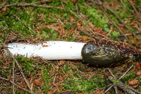 Close-up of a morel in the forest. The morels are mushroomsの写真素材