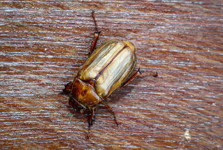 Macro of a June beetle, Ribbed fallow beetle belongs to the family of the hornbeam beetle.