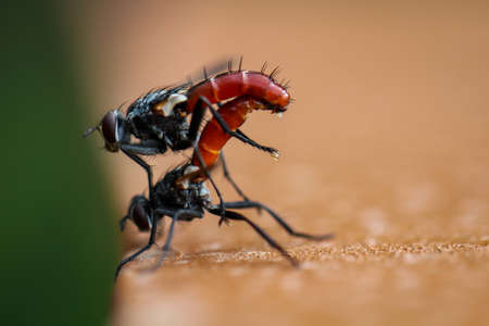 A close-up of two mating flies. These have a red loafの写真素材