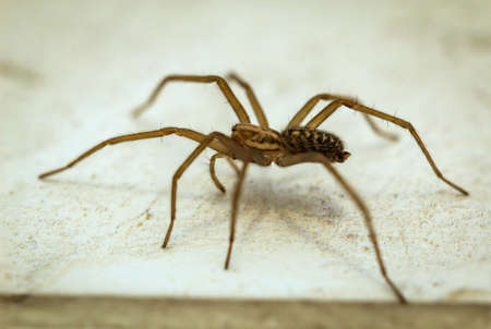 Close-up of an angle spider. Angle spiders are an inverse species in Germany.