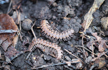 A macro shot of a millipede, or centipede, insectの写真素材