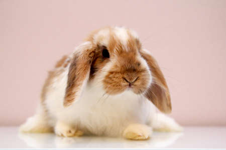 Photo shoot with a young dwarf rabbit