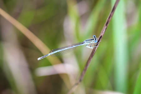 Portrait of a dragonfly (Zygoptera) or water maid. They belong to the dragonflies.
